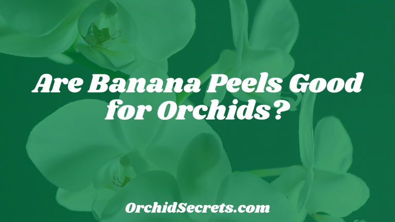 Are Banana Peels Good for Orchids? — Orchid Secrets