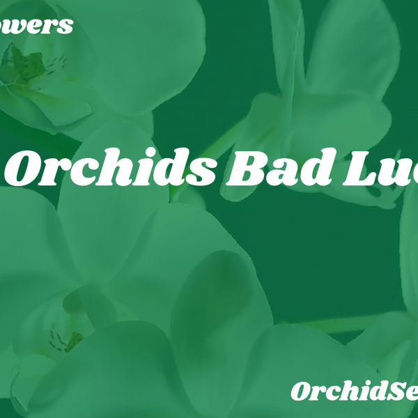 Are Orchids Bad Luck? — Orchid Secrets