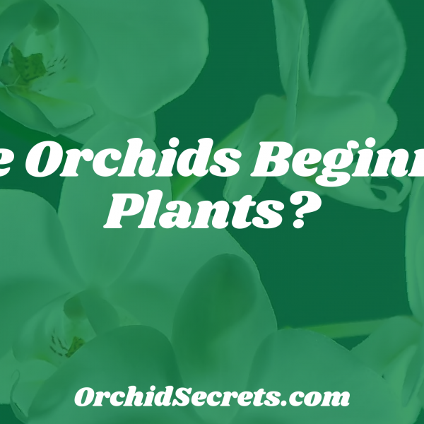 Are Orchids Beginner Plants? — Orchid Secrets