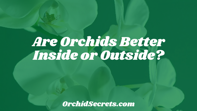 Are Orchids Better Inside or Outside? — Orchid Secrets