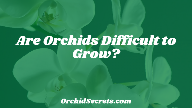 Are Orchids Difficult to Grow? — Orchid Secrets