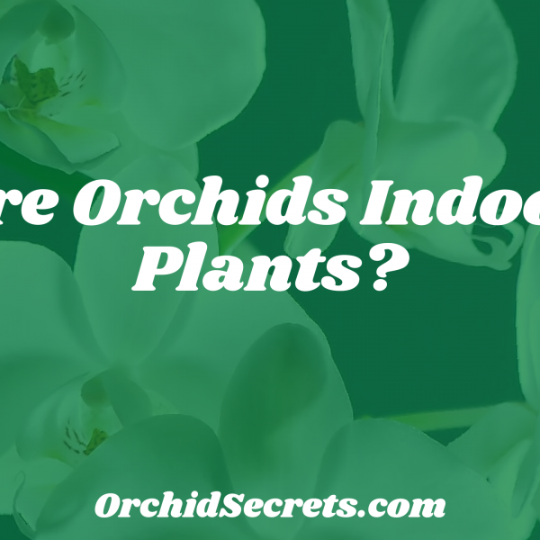 Are Orchids Indoor Plants? — Orchid Secrets