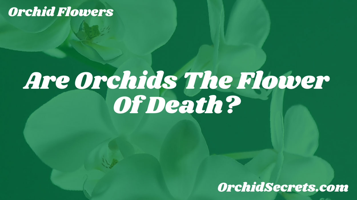 Are Orchids The Flower Of Death? — Orchid Secrets