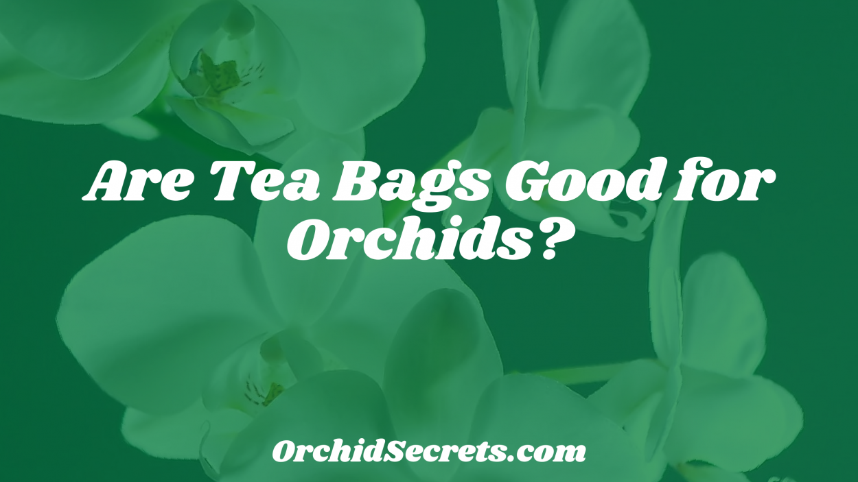 Are Tea Bags Good for Orchids? — Orchid Secrets