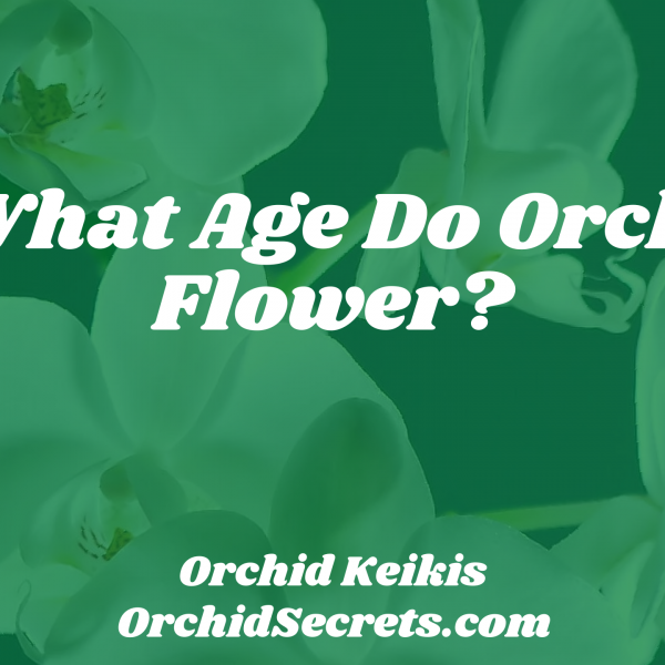 At What Age Do Orchids Flower? — Orchid Secrets