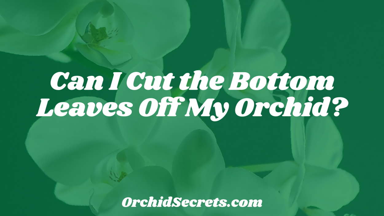 Can I Cut the Bottom Leaves Off My Orchid? — Orchid Secrets