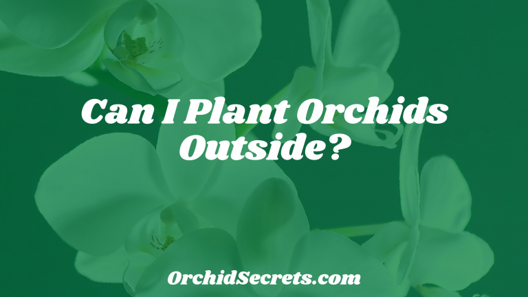 Can I Plant Orchids Outside? — Orchid Secrets