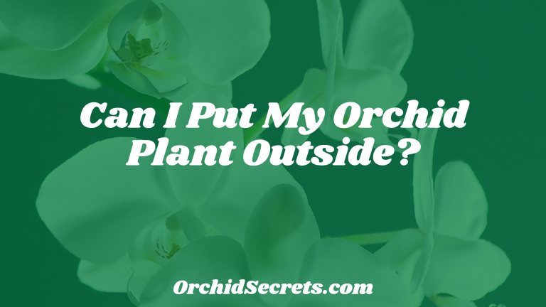 Can I Put My Orchid Plant Outside? — Orchid Secrets