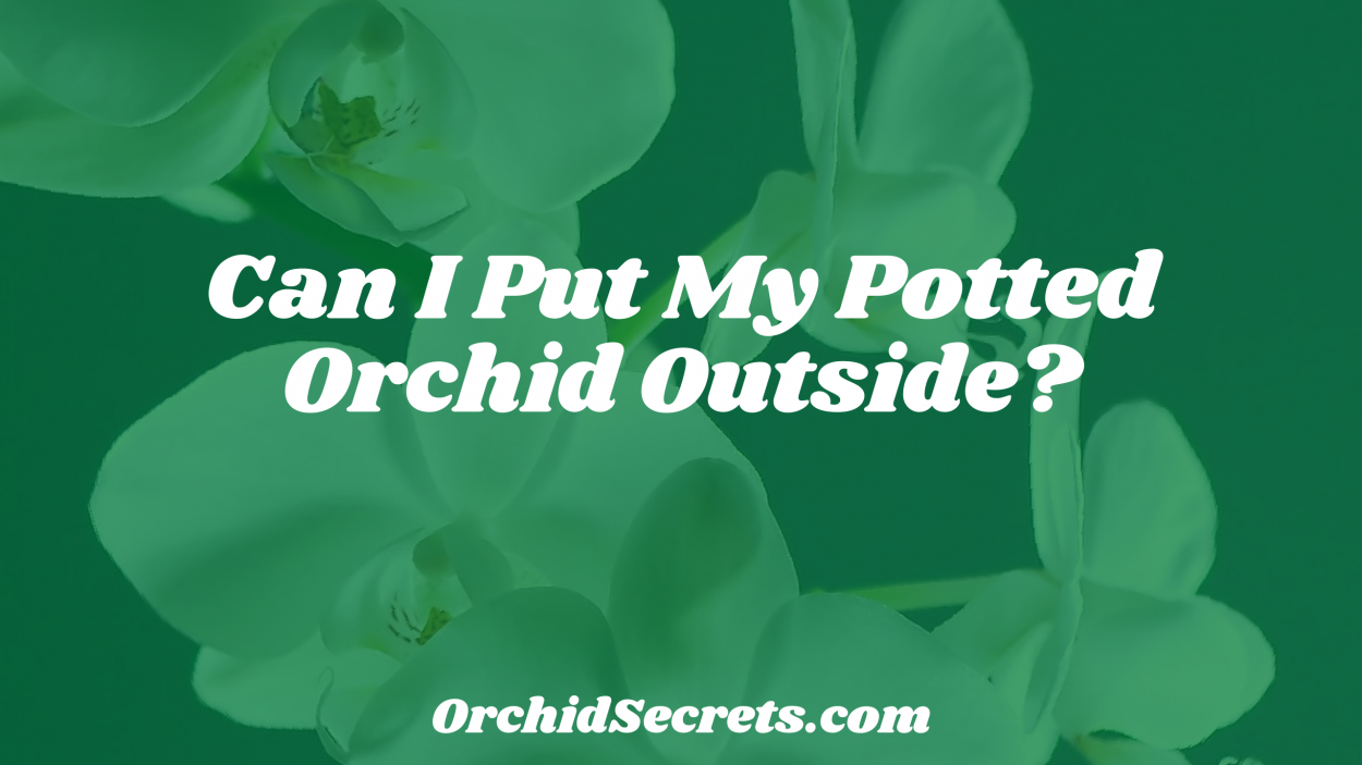 Can I Put My Potted Orchid Outside? — Orchid Secrets
