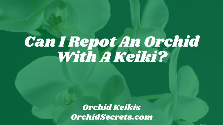 Can I Repot An Orchid With A Keiki? — Orchid Secrets