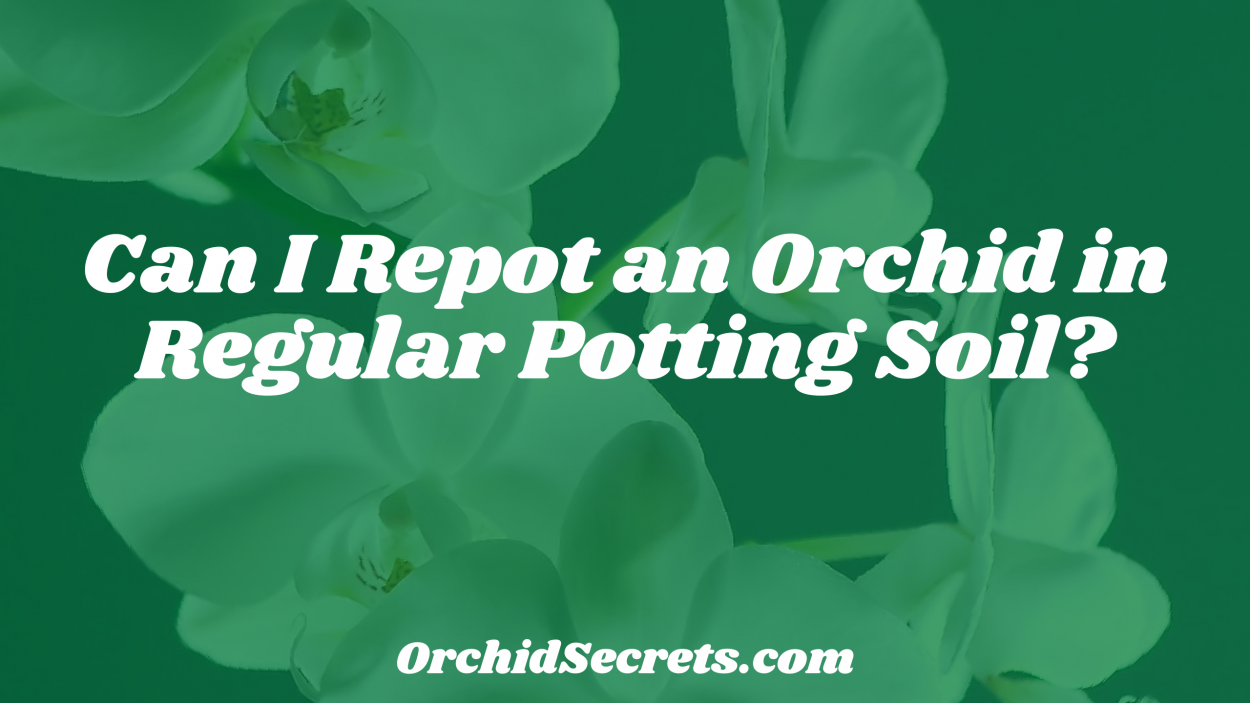 Can I Repot an Orchid in Regular Potting Soil? — Orchid Secrets
