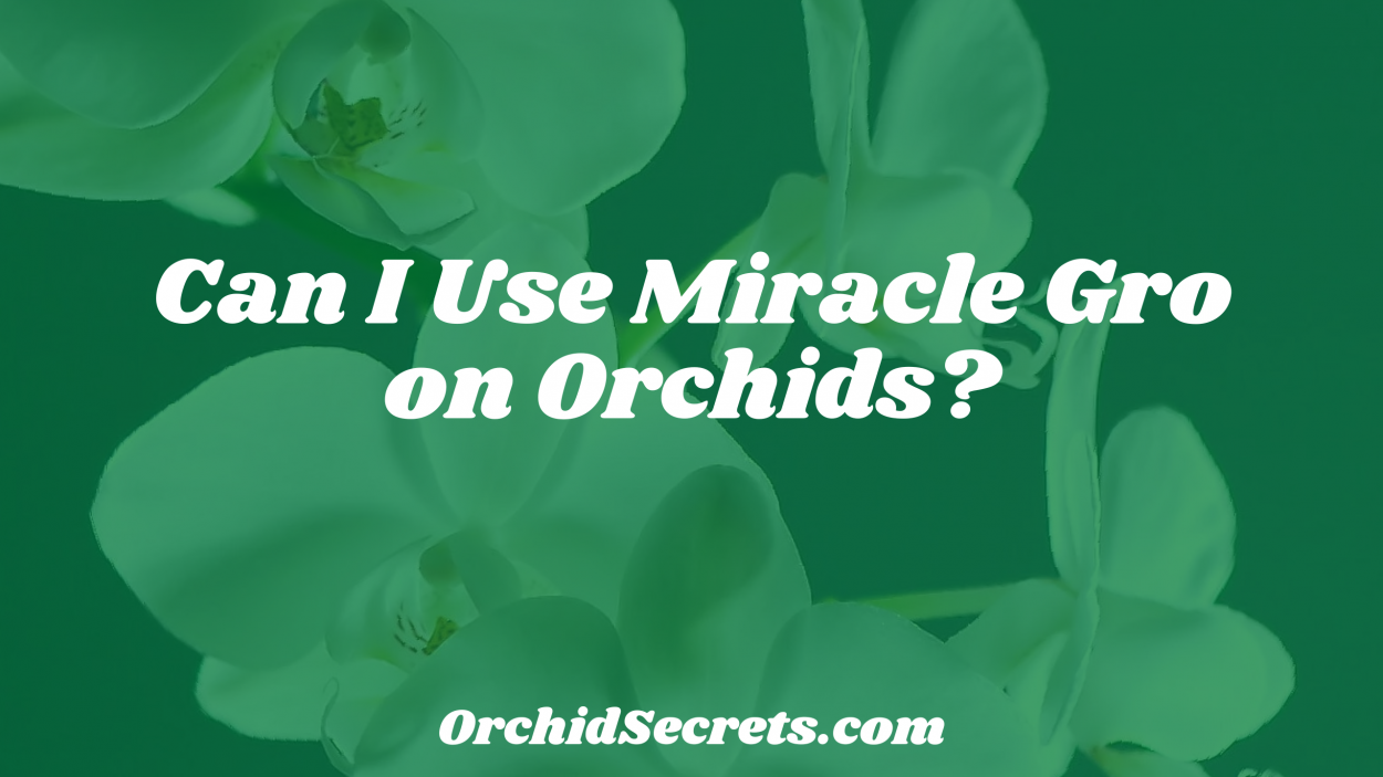 Can I Use Miracle Gro on Orchids? — Orchid Secrets