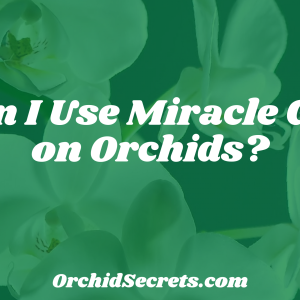 Can I Use Miracle Gro on Orchids? — Orchid Secrets