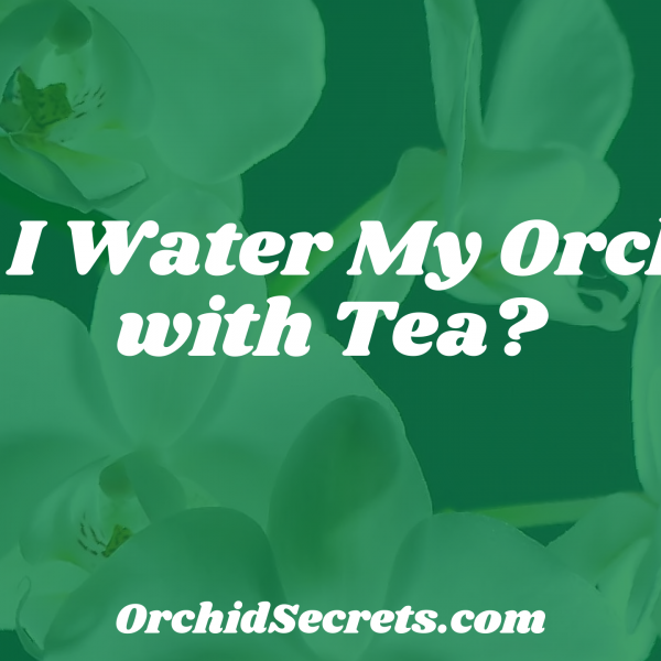 Can I Water My Orchids with Tea? — Orchid Secrets