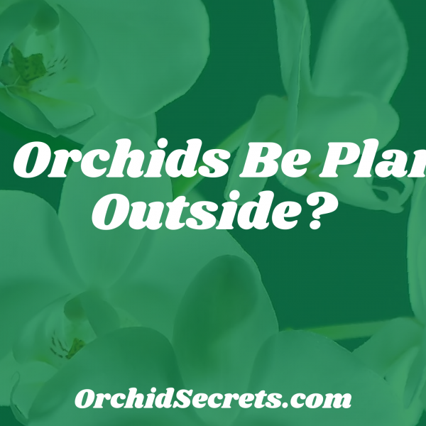 Can Orchids Be Planted Outside? — Orchid Secrets