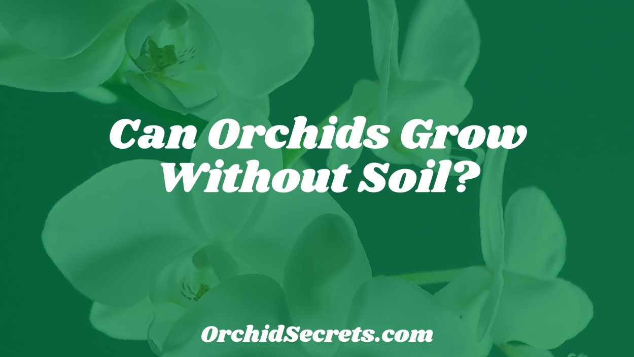 Can Orchids Grow Without Soil? — Orchid Secrets