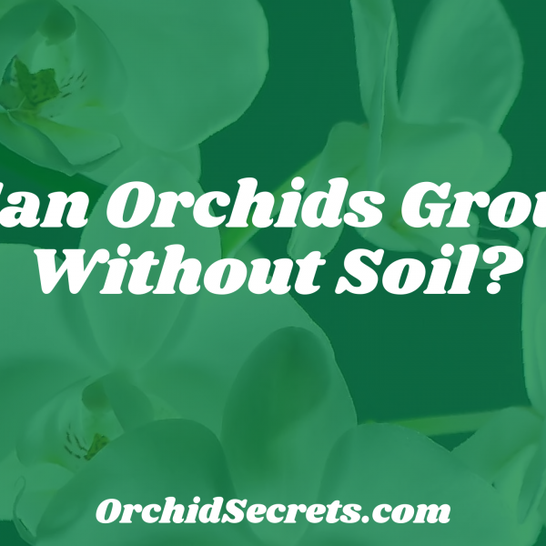 Can Orchids Grow Without Soil? — Orchid Secrets