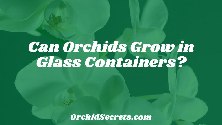 Can Orchids Grow in Glass Containers? — Orchid Secrets