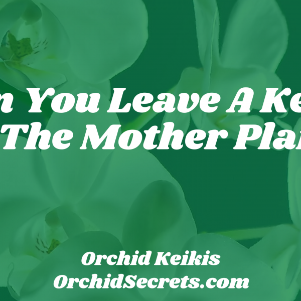Can You Leave A Keiki On The Mother Plant? — Orchid Secrets