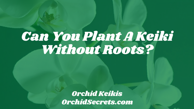 Can You Plant A Keiki Without Roots? — Orchid Secrets