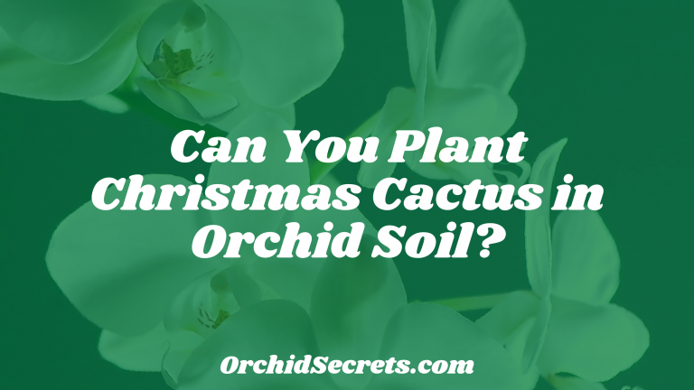 Can You Plant Christmas Cactus in Orchid Soil? — Orchid Secrets
