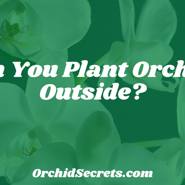 Can You Plant Orchids Outside? — Orchid Secrets