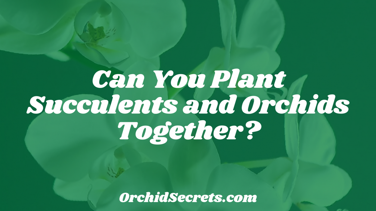Can You Plant Succulents and Orchids Together? — Orchid Secrets