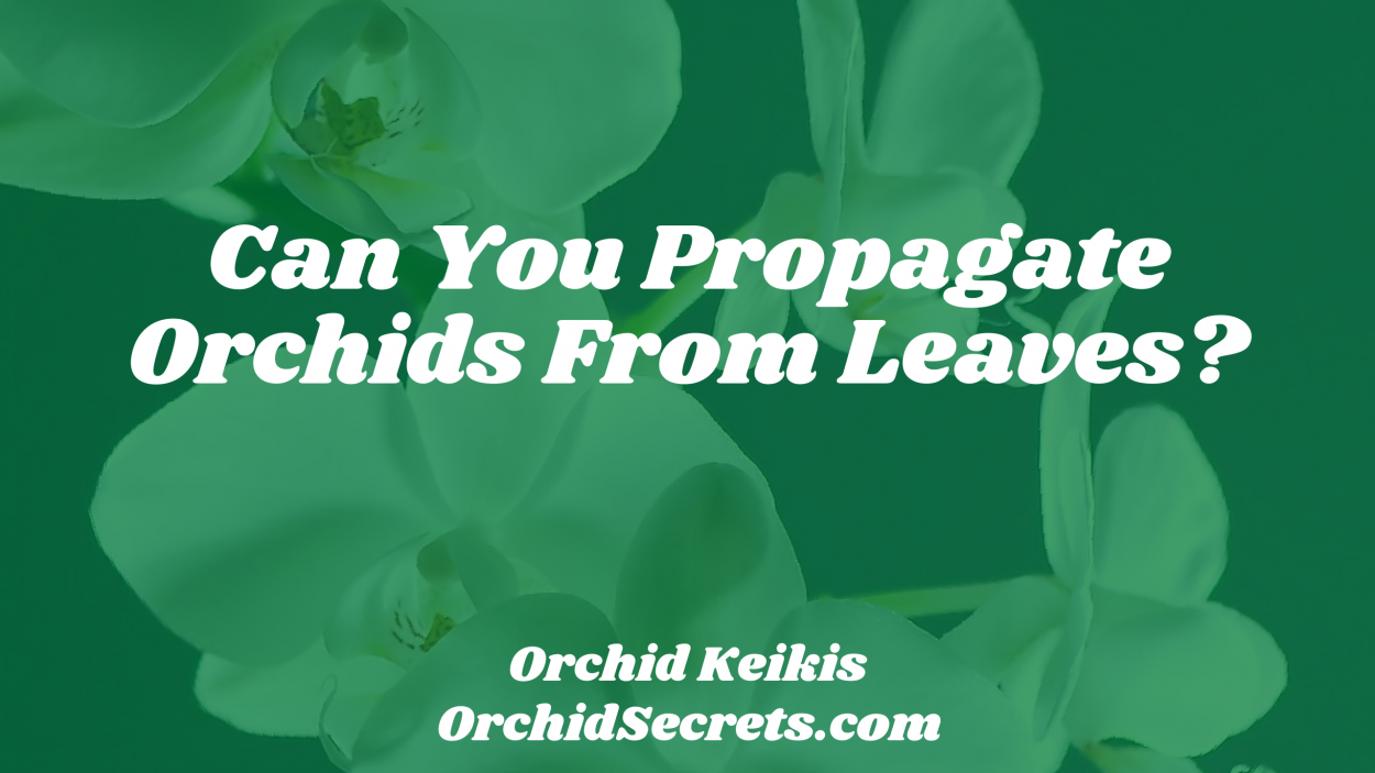 Can You Propagate Orchids From Leaves? — Orchid Secrets