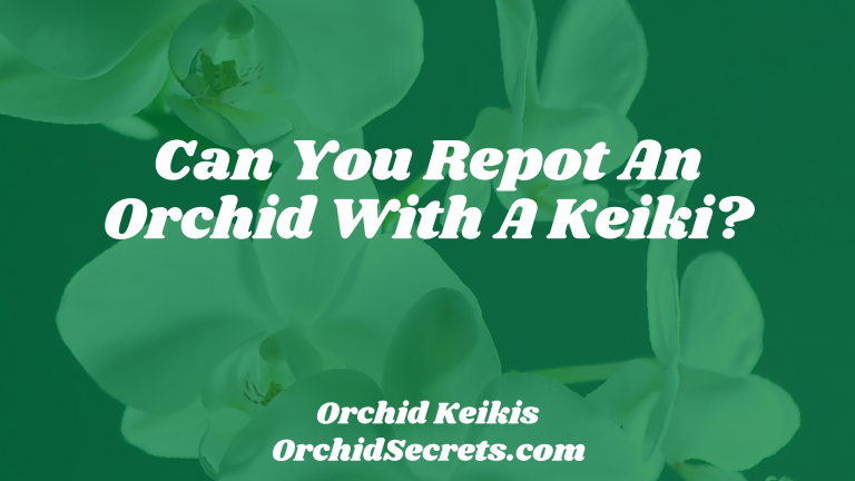 Can You Repot An Orchid With A Keiki? — Orchid Secrets