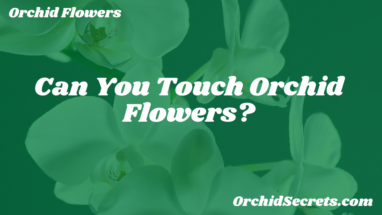 Can You Touch Orchid Flowers? — Orchid Secrets