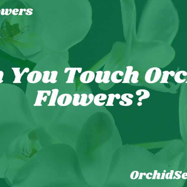 Can You Touch Orchid Flowers? — Orchid Secrets
