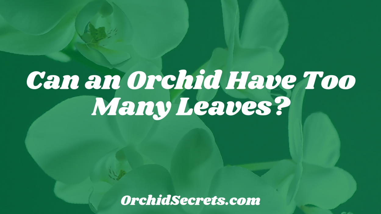 Can an Orchid Have Too Many Leaves? — Orchid Secrets