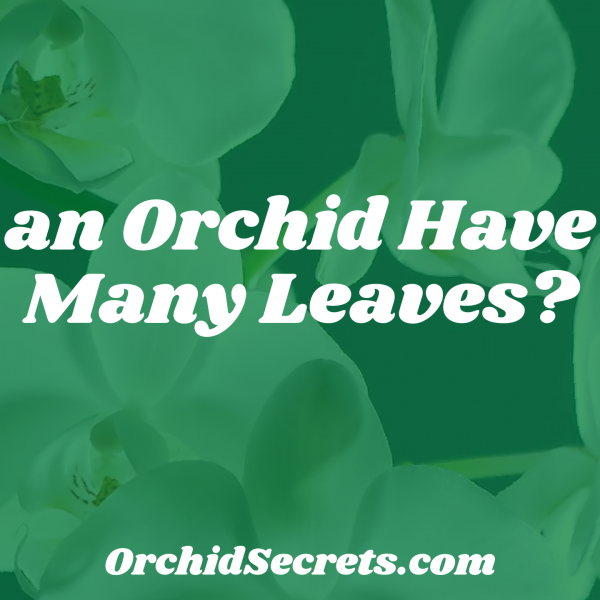 Can an Orchid Have Too Many Leaves? — Orchid Secrets