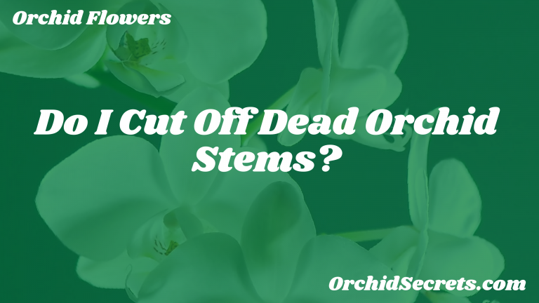 Do I Cut Off Dead Orchid Stems? — Orchid Secrets