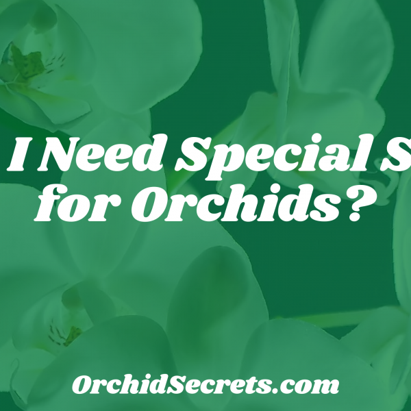 Do I Need Special Soil for Orchids? — Orchid Secrets