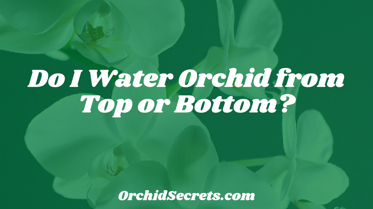 Do I Water Orchid from Top or Bottom? — Orchid Secrets
