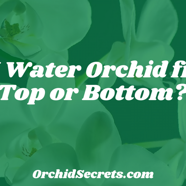 Do I Water Orchid from Top or Bottom? — Orchid Secrets