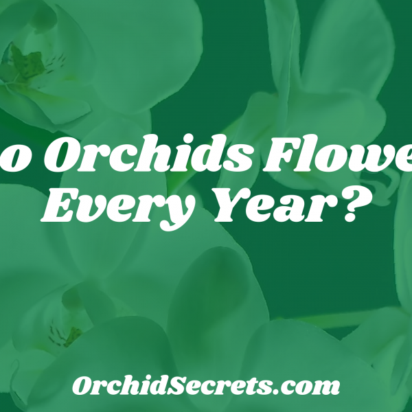 Do Orchids Flower Every Year? — Orchid Secrets