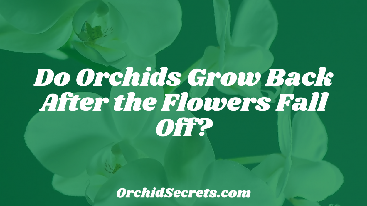 Do Orchids Grow Back After the Flowers Fall Off? — Orchid Secrets
