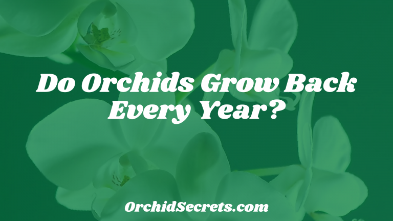 Do Orchids Grow Back Every Year? — Orchid Secrets