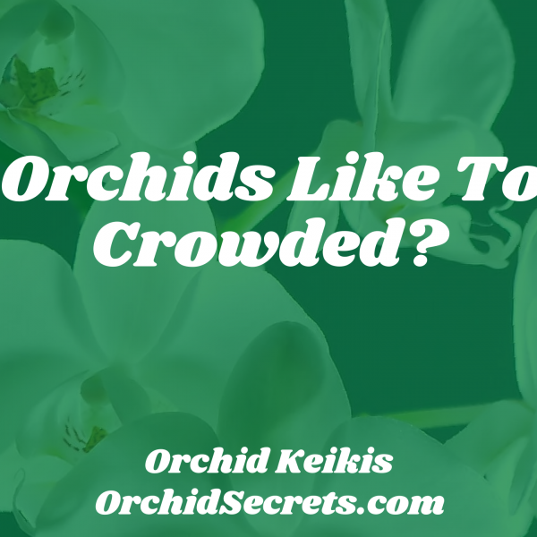Do Orchids Like To Be Crowded? — Orchid Secrets
