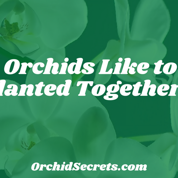Do Orchids Like to Be Planted Together? — Orchid Secrets