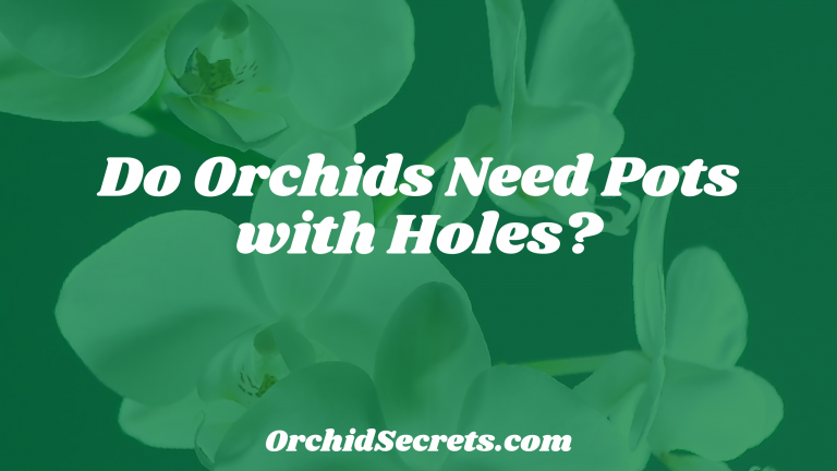 Do Orchids Need Pots with Holes? — Orchid Secrets