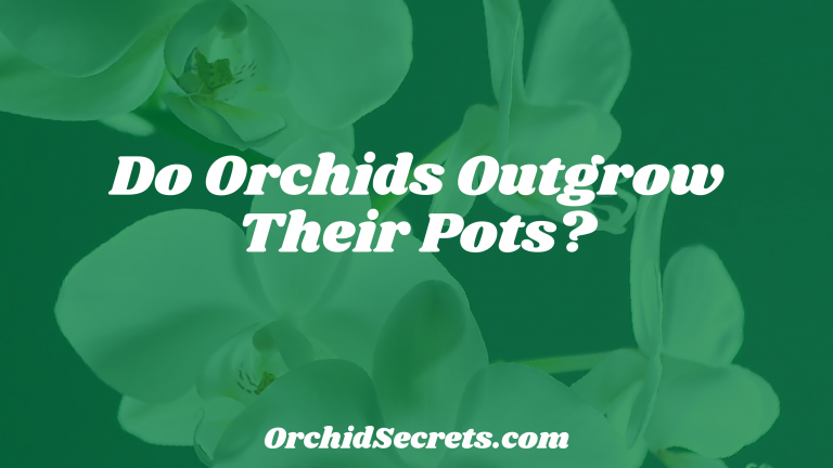 Do Orchids Outgrow Their Pots? — Orchid Secrets