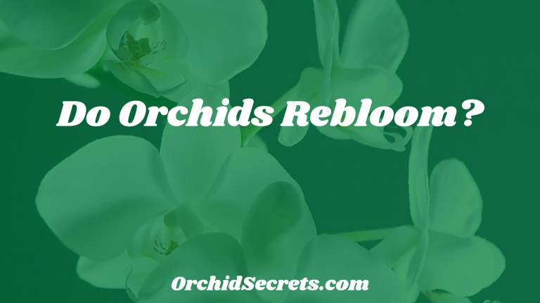 Do Orchids Rebloom? — Orchid Secrets