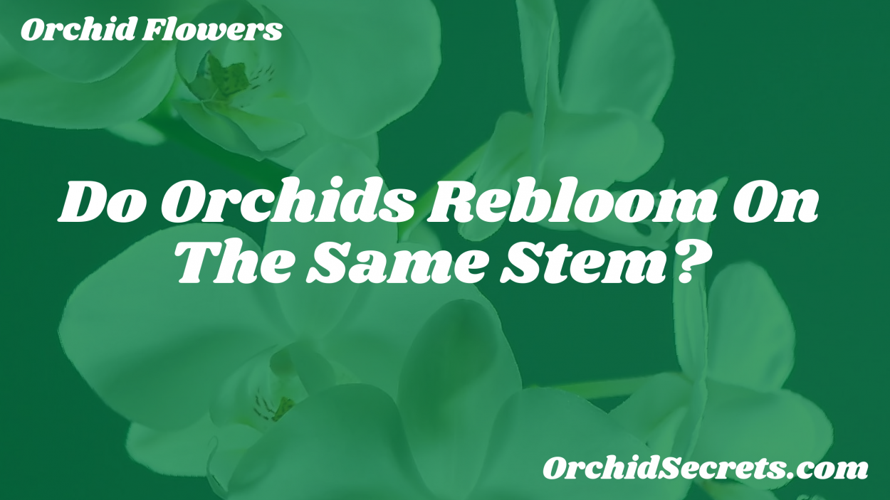 Do Orchids Rebloom On The Same Stem? — Orchid Secrets