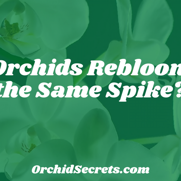 Do Orchids Rebloom on the Same Spike? — Orchid Secrets