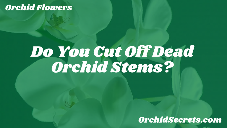 Do You Cut Off Dead Orchid Stems? — Orchid Secrets