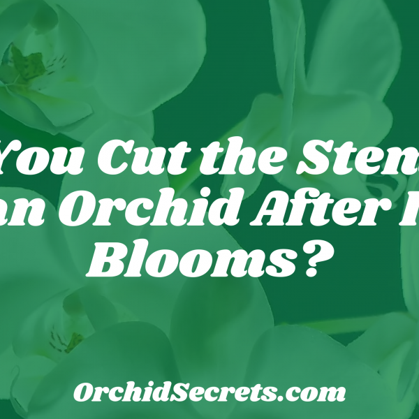 Do You Cut the Stem Off an Orchid After It Blooms? — Orchid Secrets