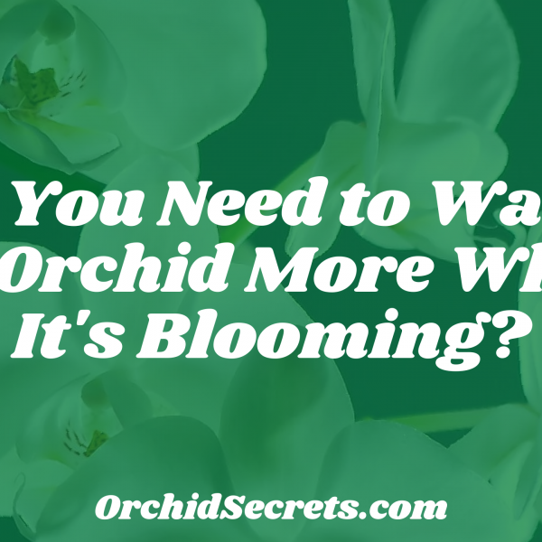 Do You Need to Water an Orchid More When It's Blooming? — Orchid Secrets